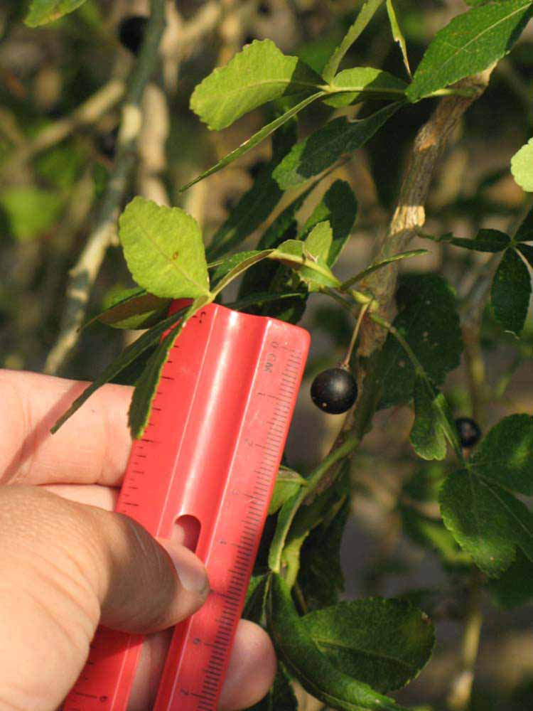            Fruit (Riverside, CA)   